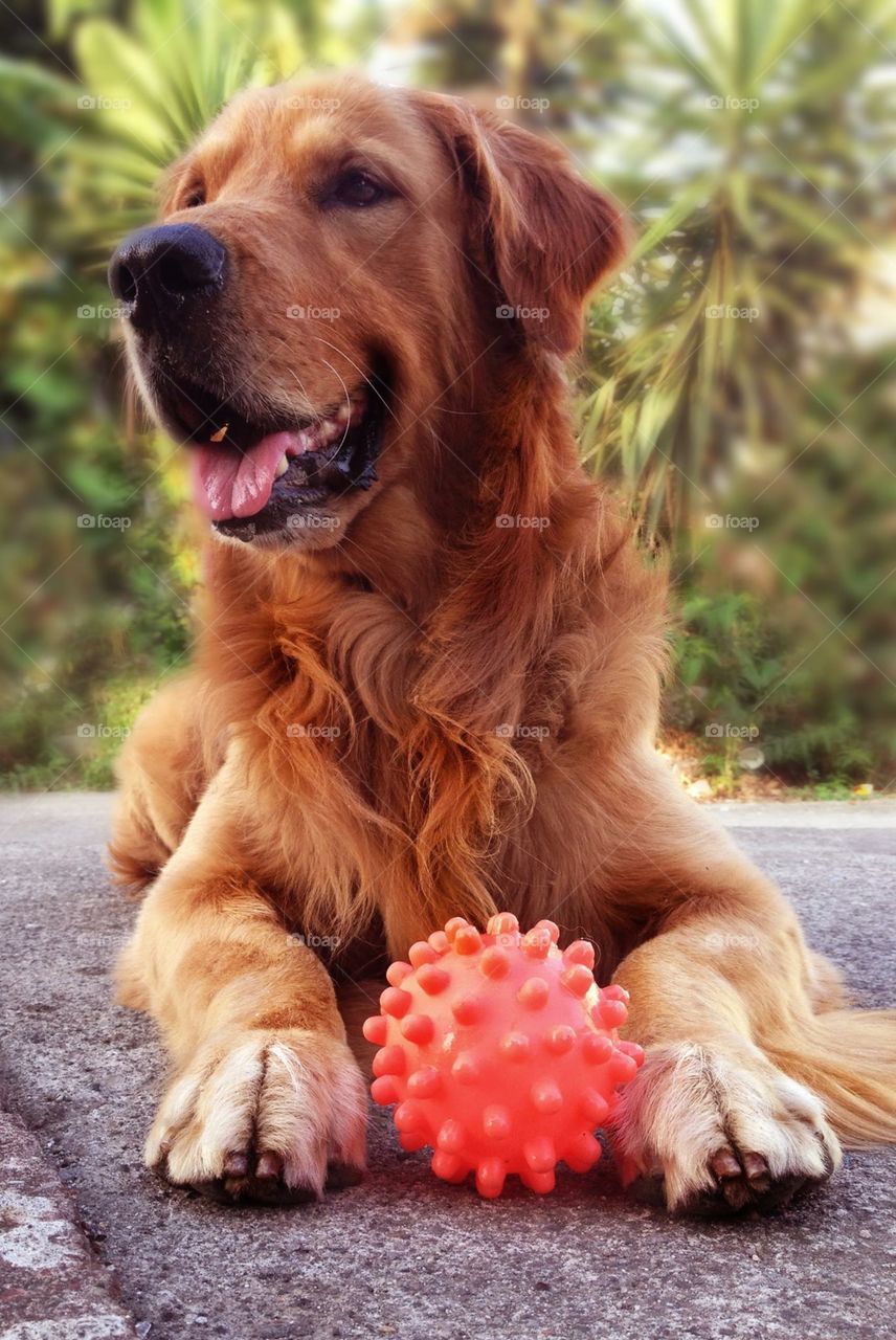 Golden retriever 