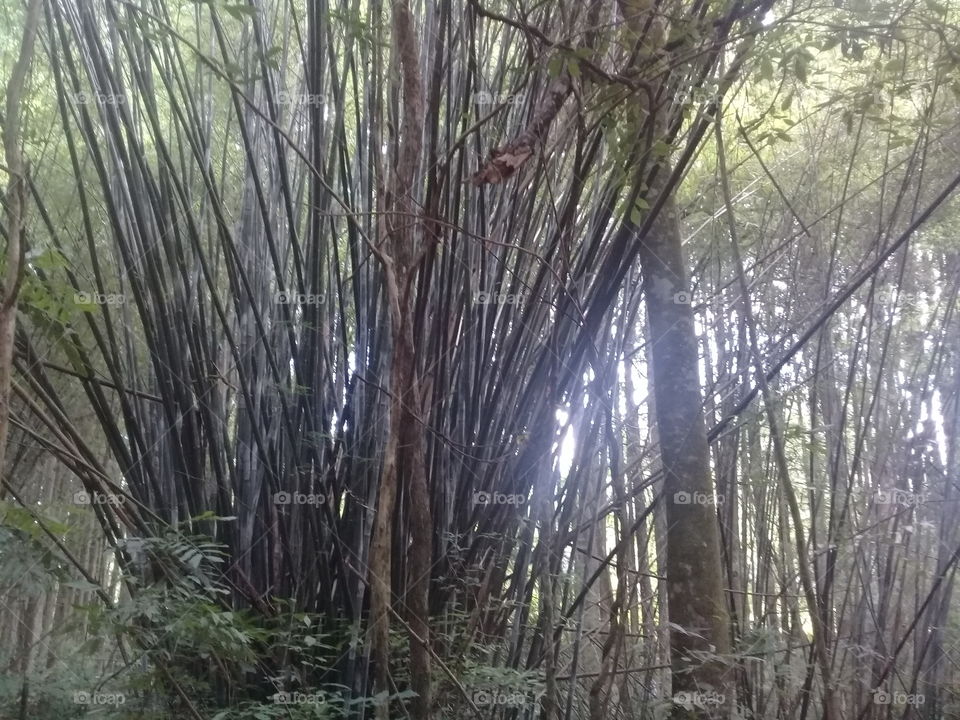 Bamboo tree