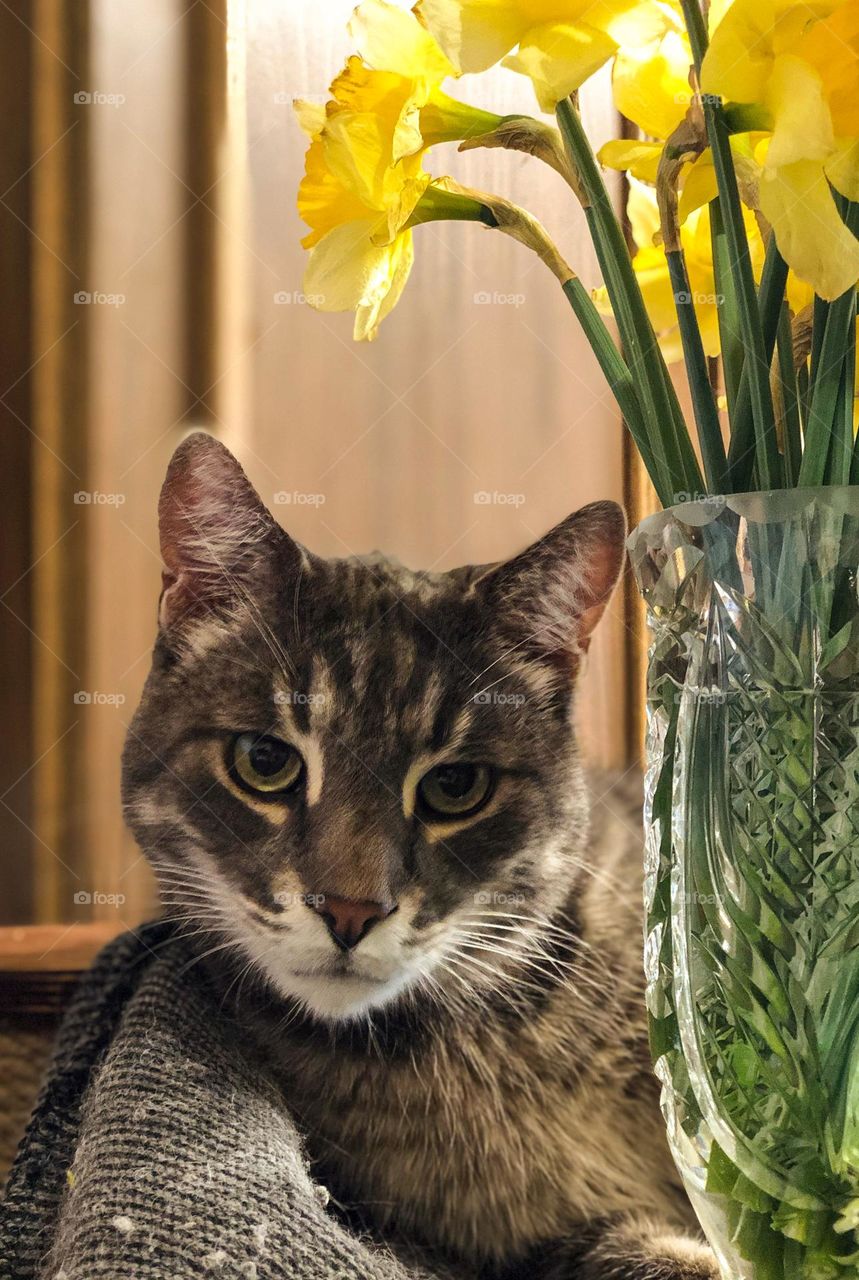 Cat and yellow daffodils