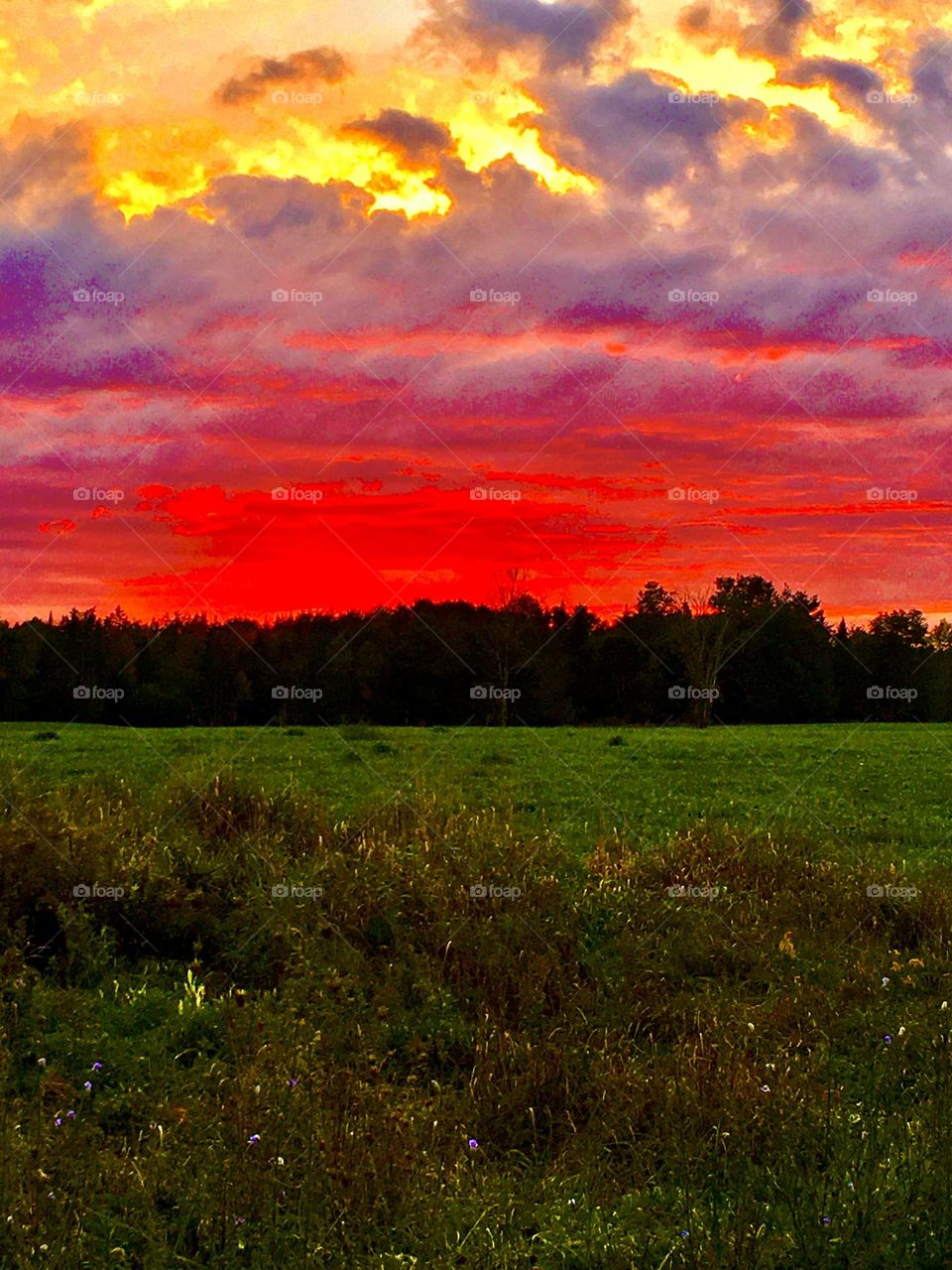 Sunset into a tree line over a grassy field in Maine during Autumn 🍂