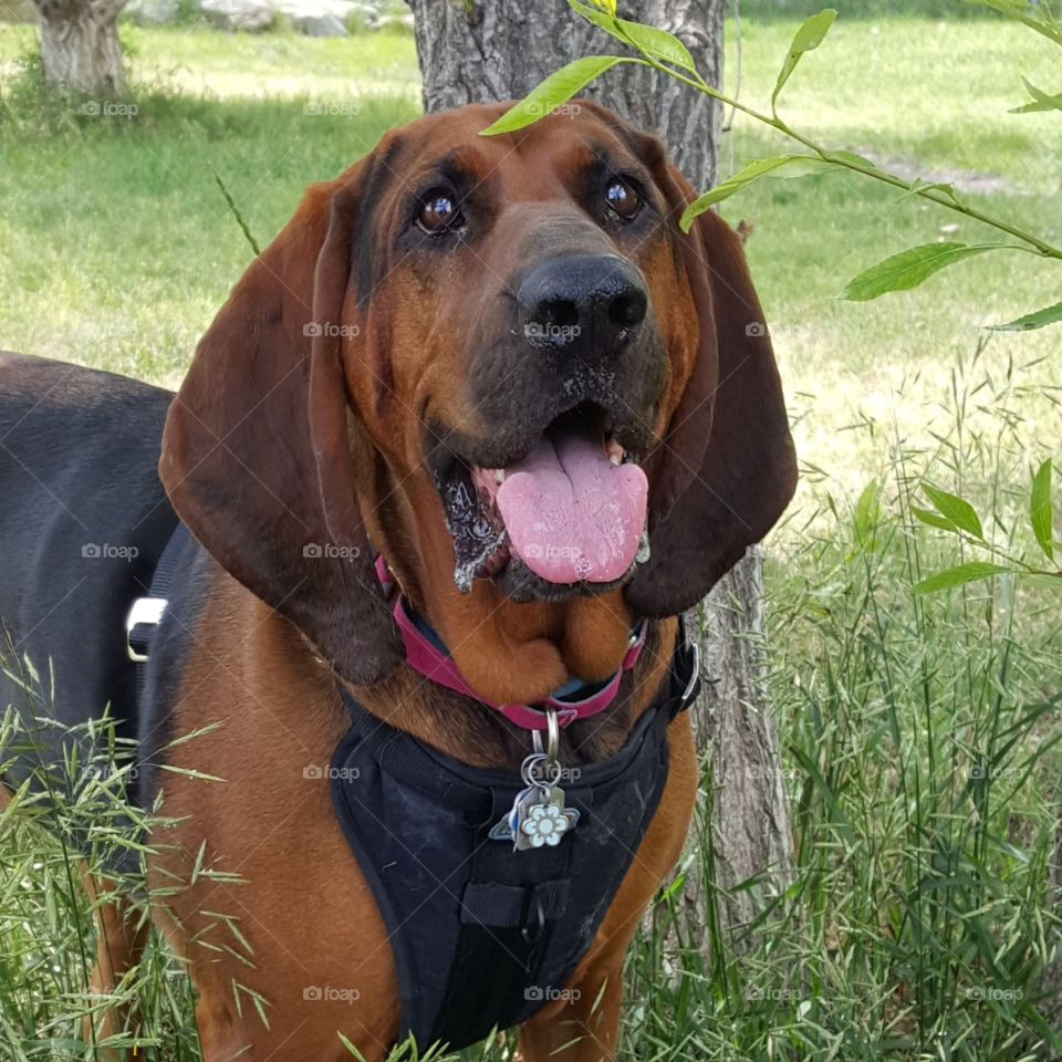bloodhound in grass