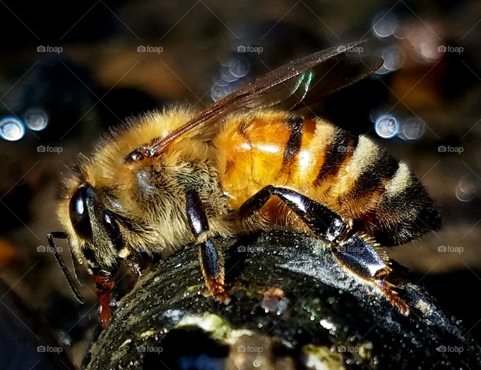 Bee, Insect, Honey, Honeybee, Fly