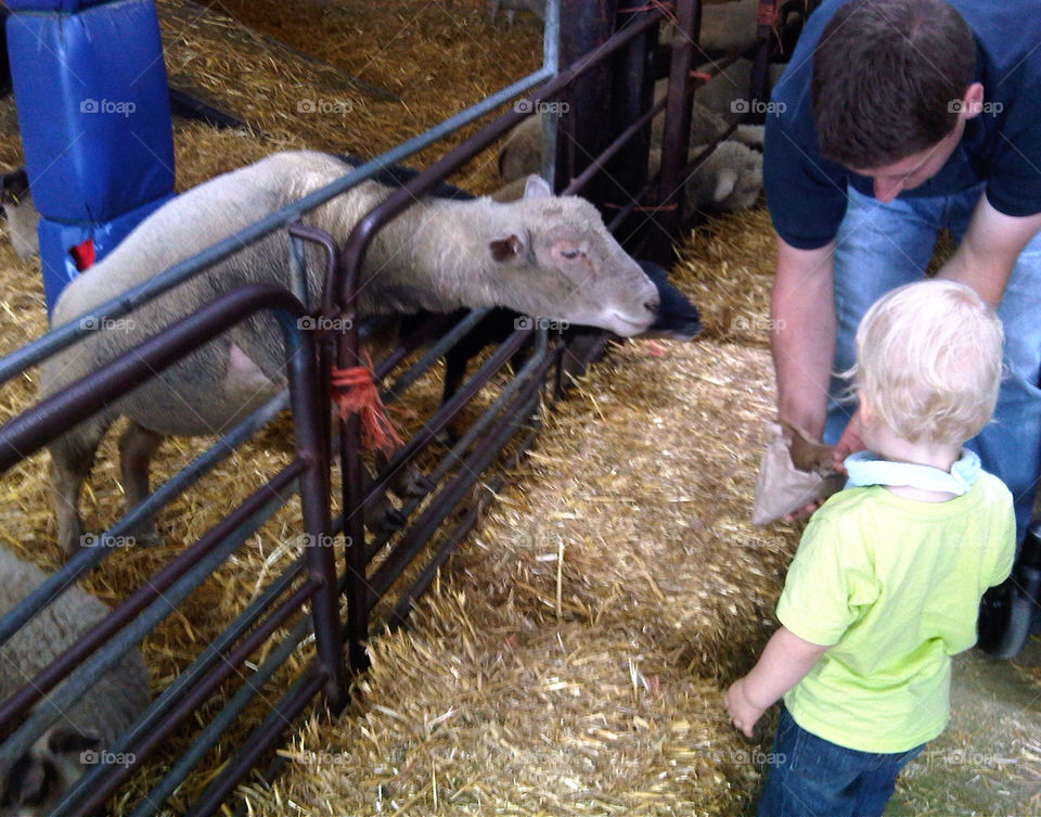 Feeding the sheep at Brockets Farm, Fetcham, Surrey