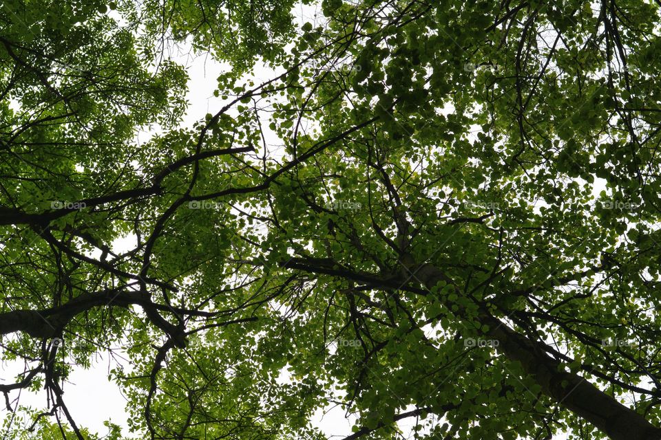 trees in the forest sky background summer time, green leaves