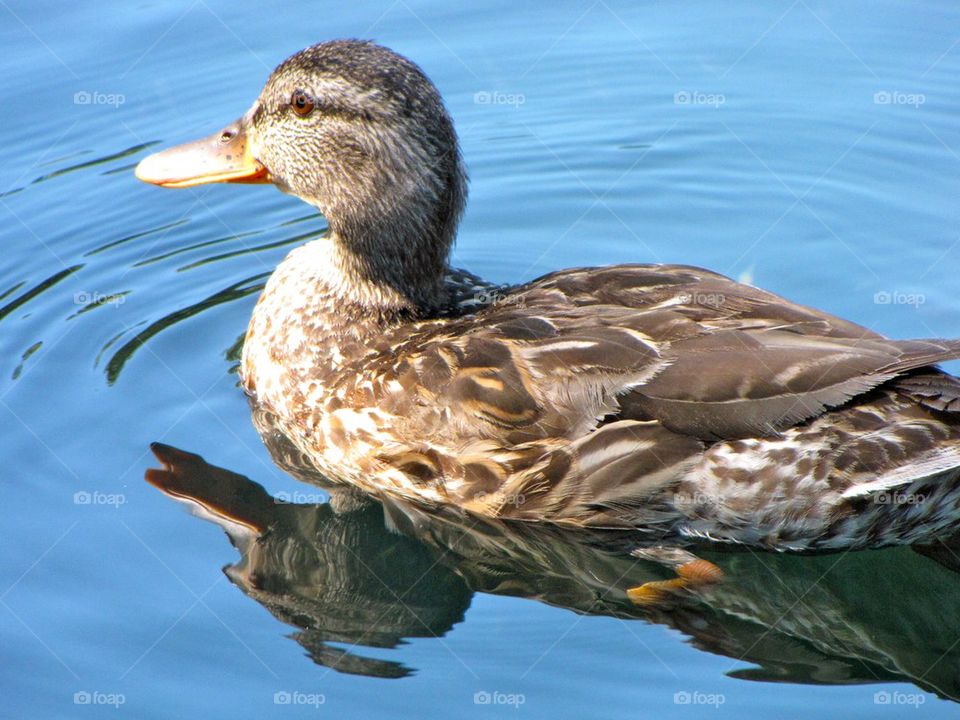 Swimming Duck