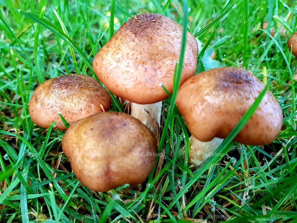 Mushrooms and grass