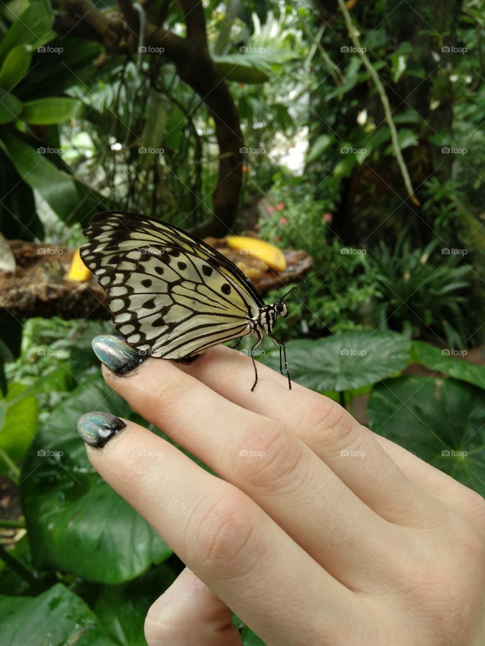 The butterfly exhibit in Houston, Texas is heaven on Earth for nature lovers.