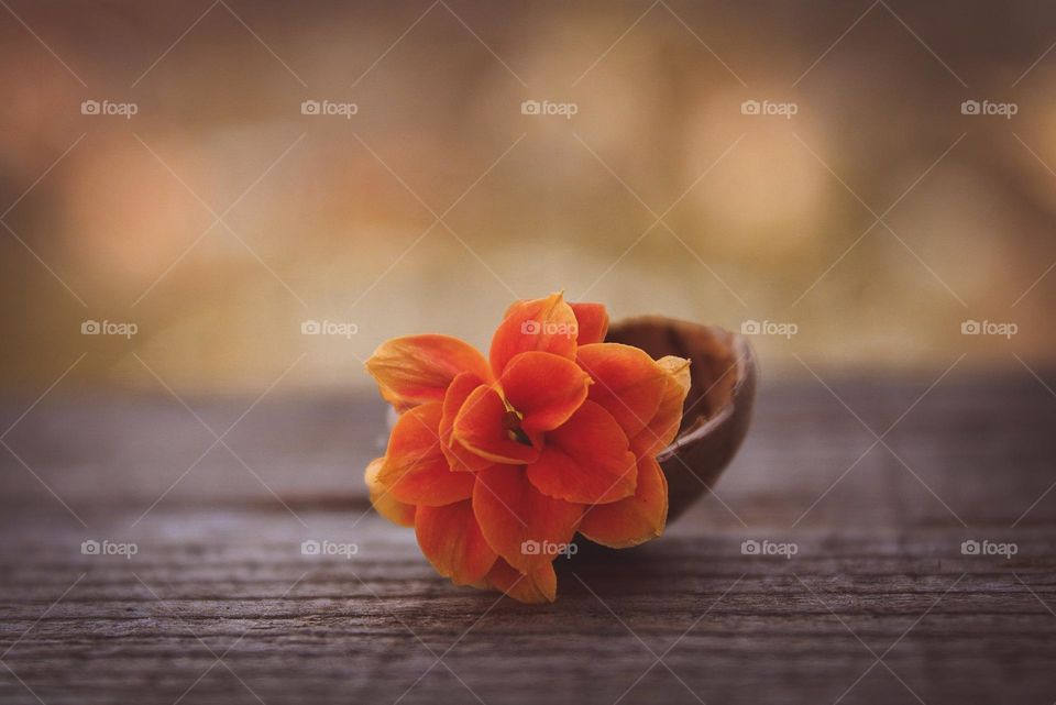 orange flower