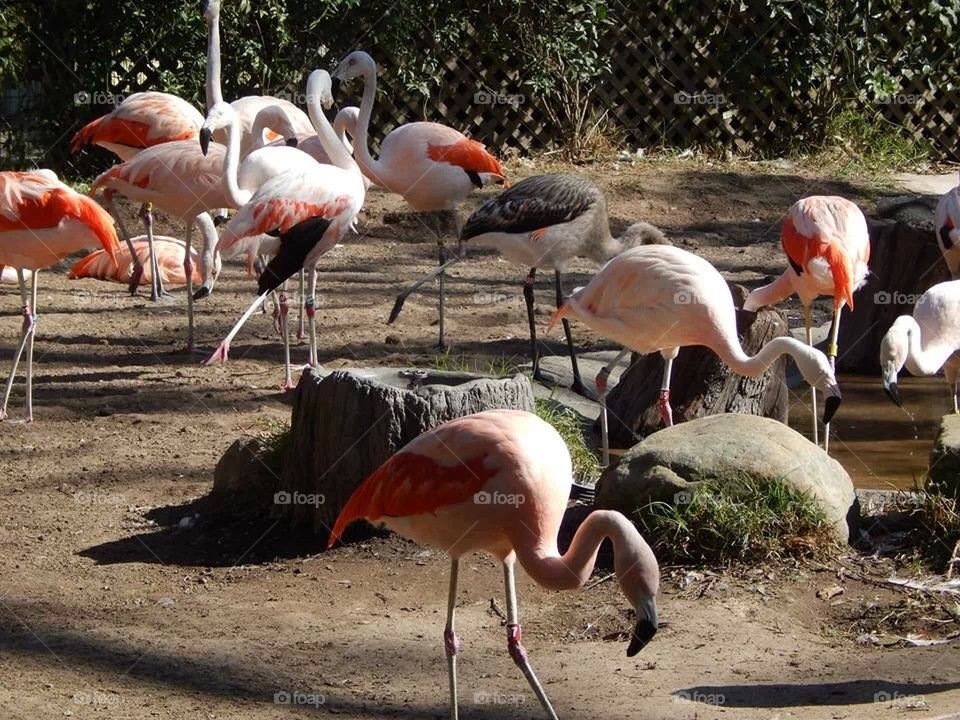 Flamingo