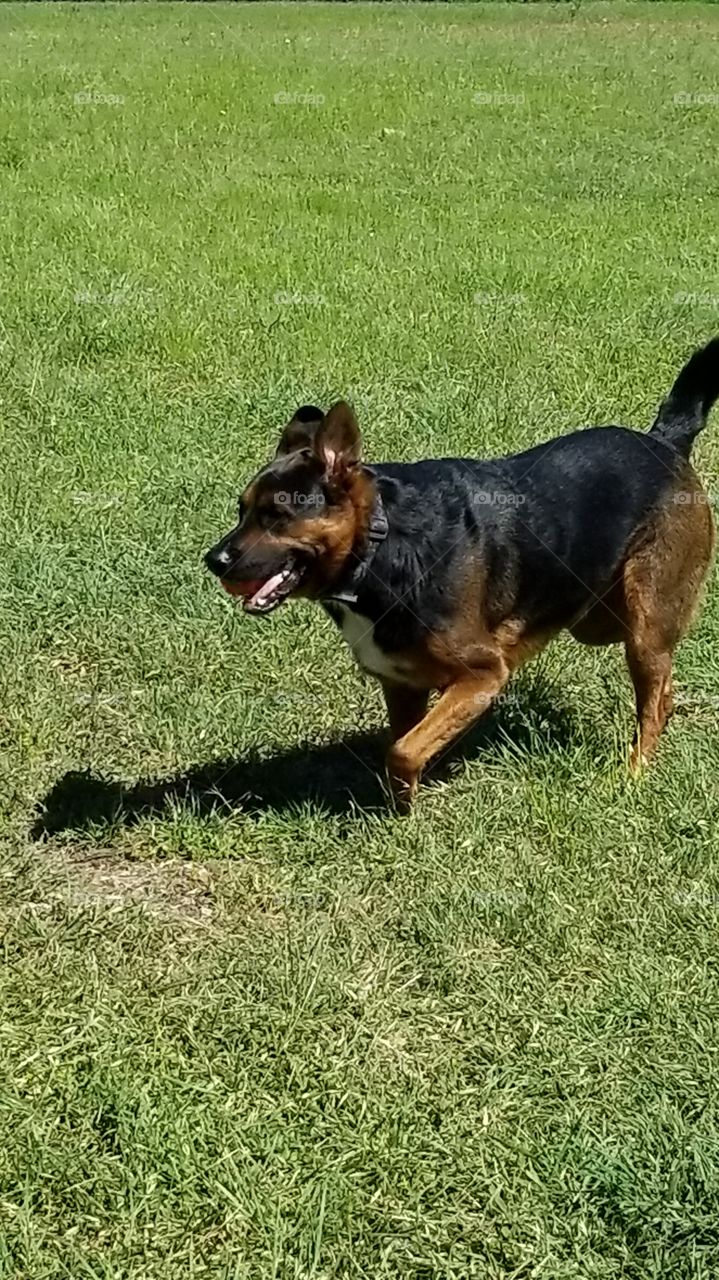 dog running