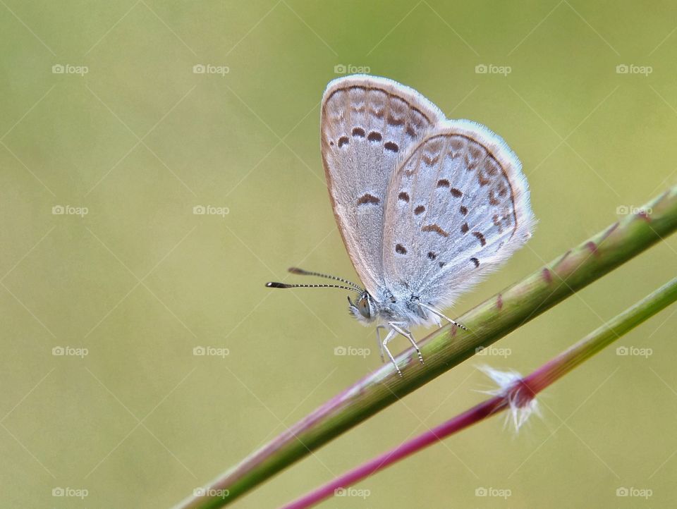 mini butterfly.