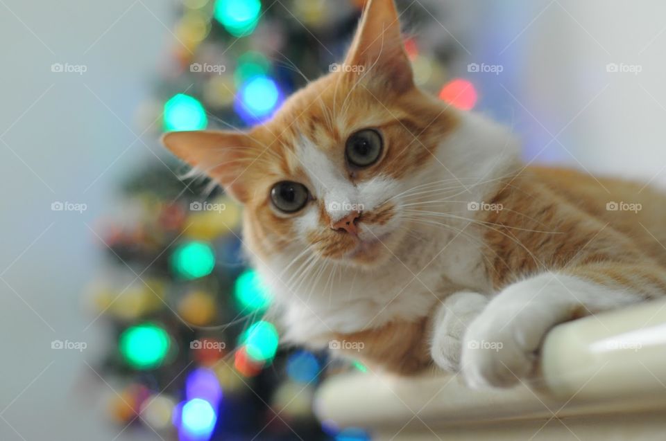 Cat at Christmas 