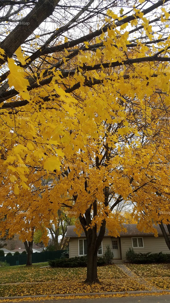 golden fall maple
