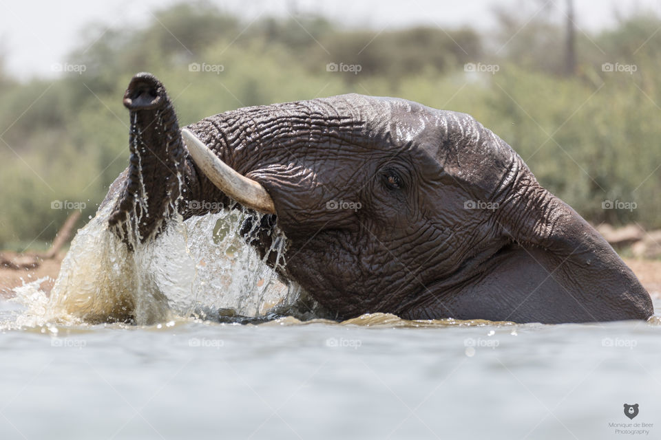Swimming Elephant 