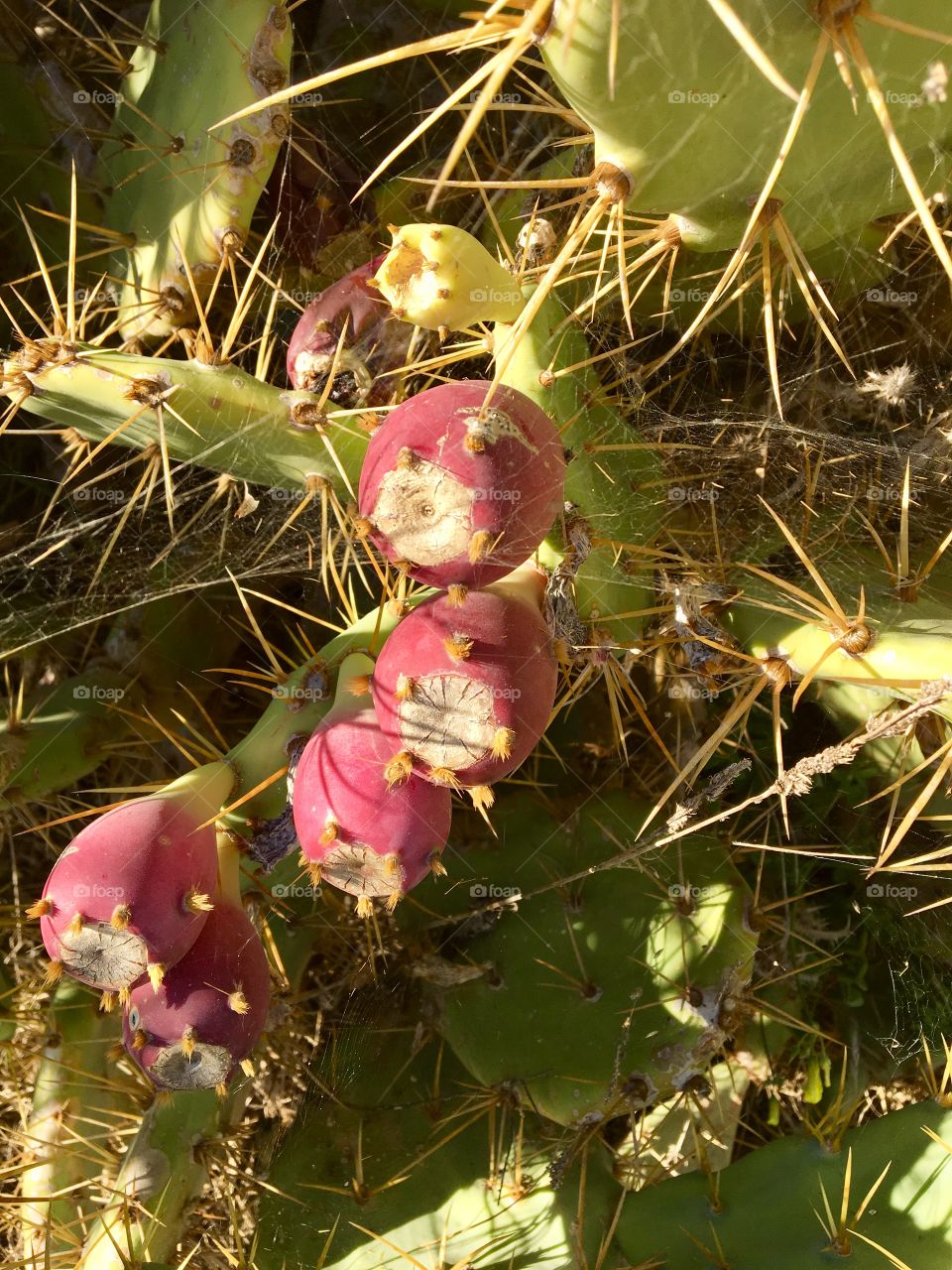 Cactus, Portugal 
