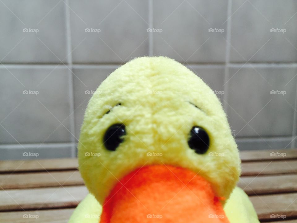 My duck