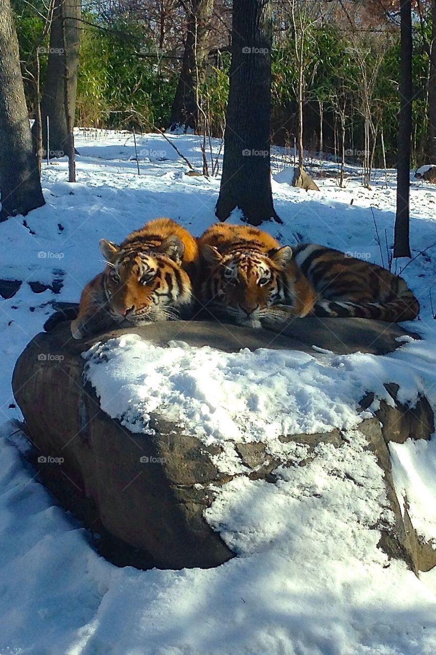 Tiger Cuddles