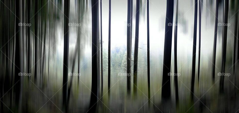 Dense forest
