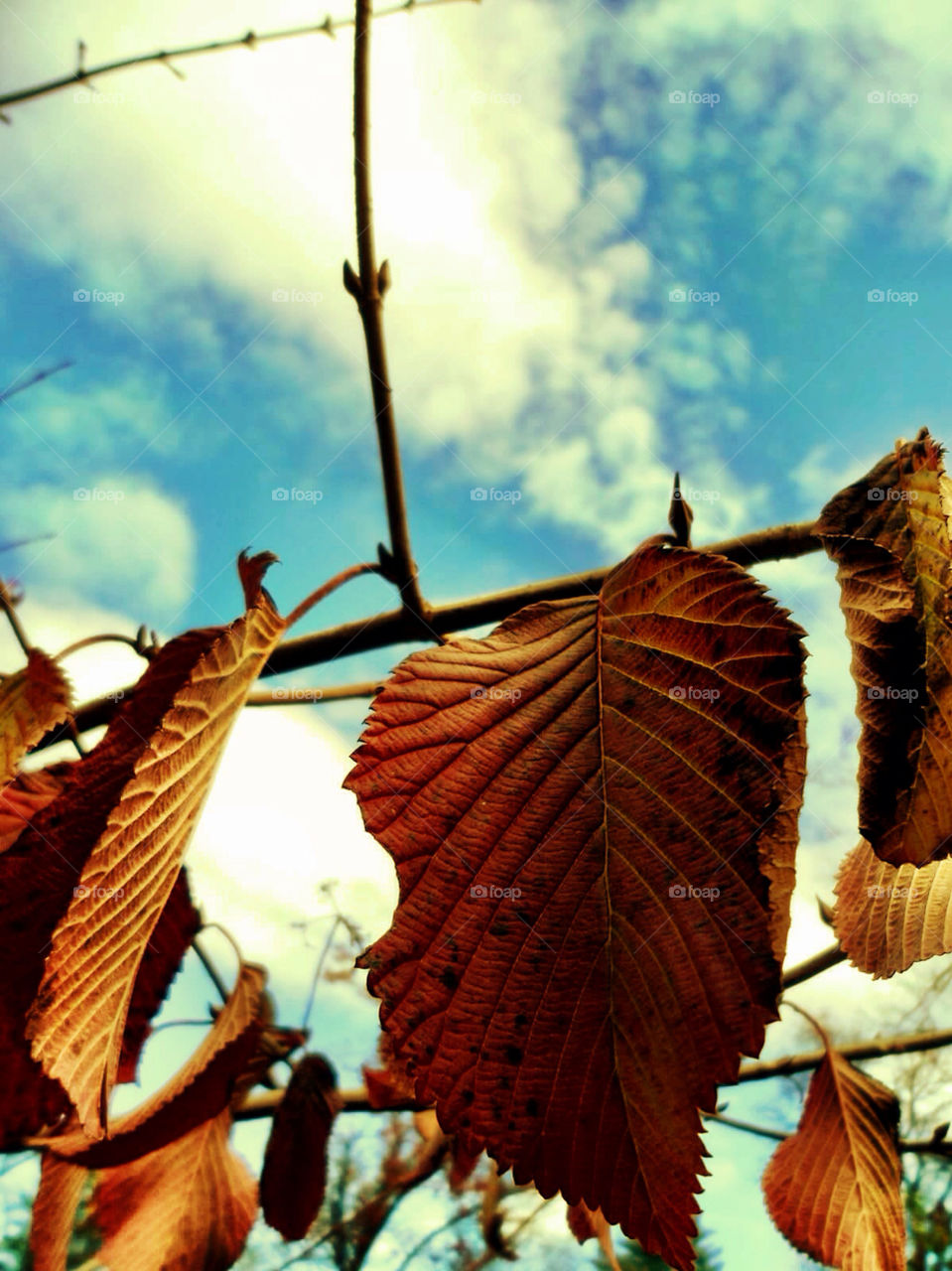 Leaves Changing