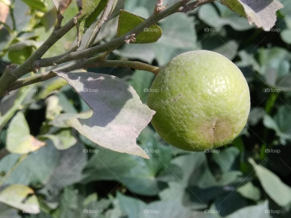 lemons plants