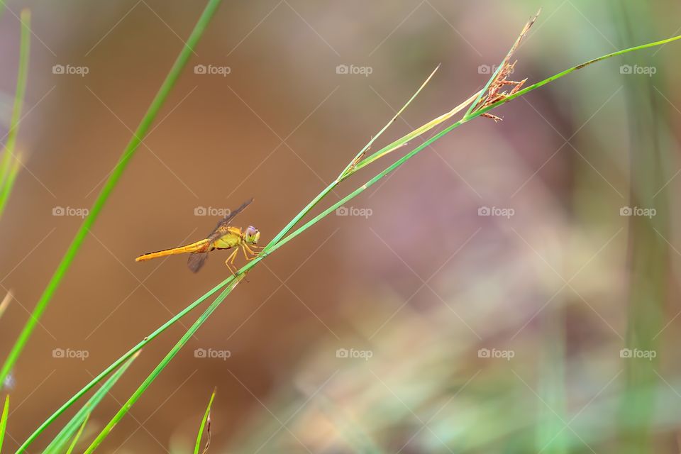 Beautiful orange dragonfly on a green grass close up.
