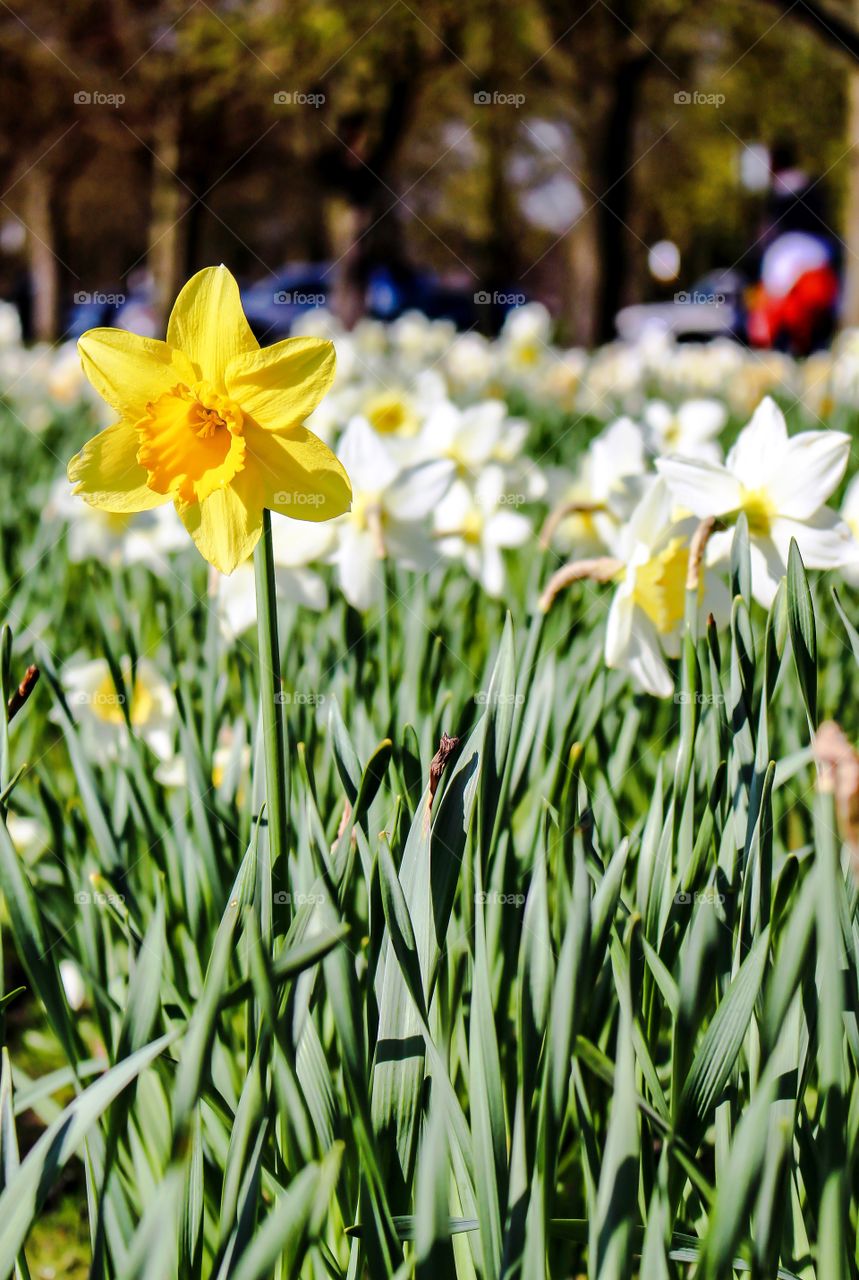 Bed of daffodils