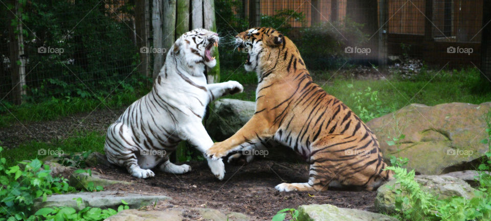 Tigers at play. Tigers playing I think