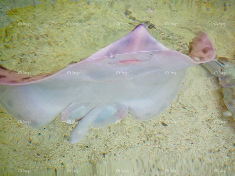 Stingray smile 