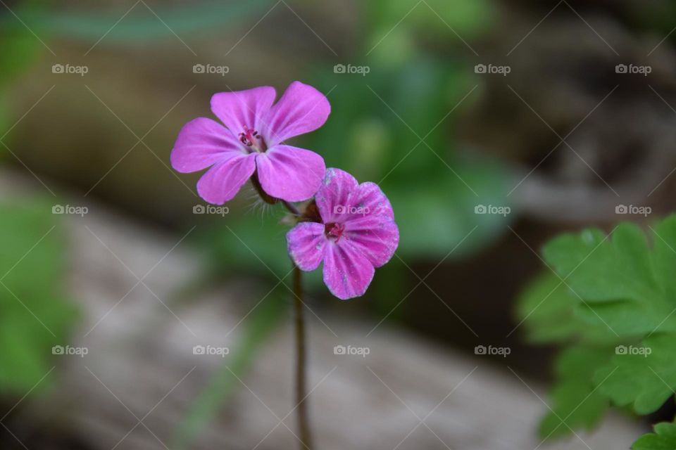 Geranien robertianum