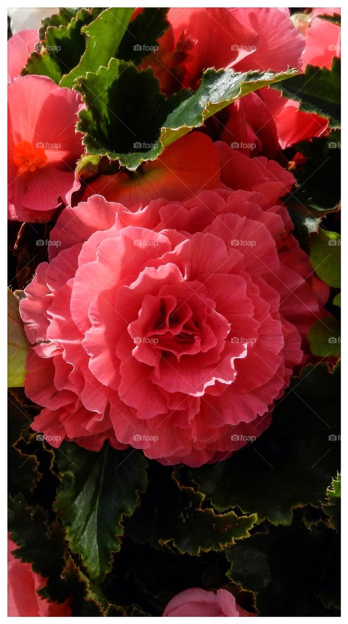 Begonias 