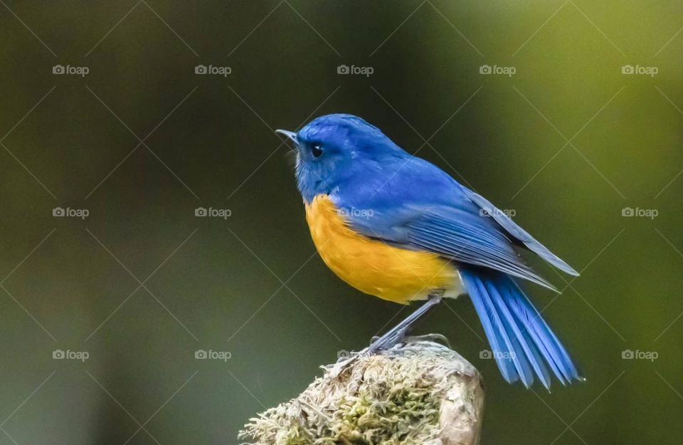 Very nice bird, Blue-throated Flycatcher, photographed in Xishuangbanna, China