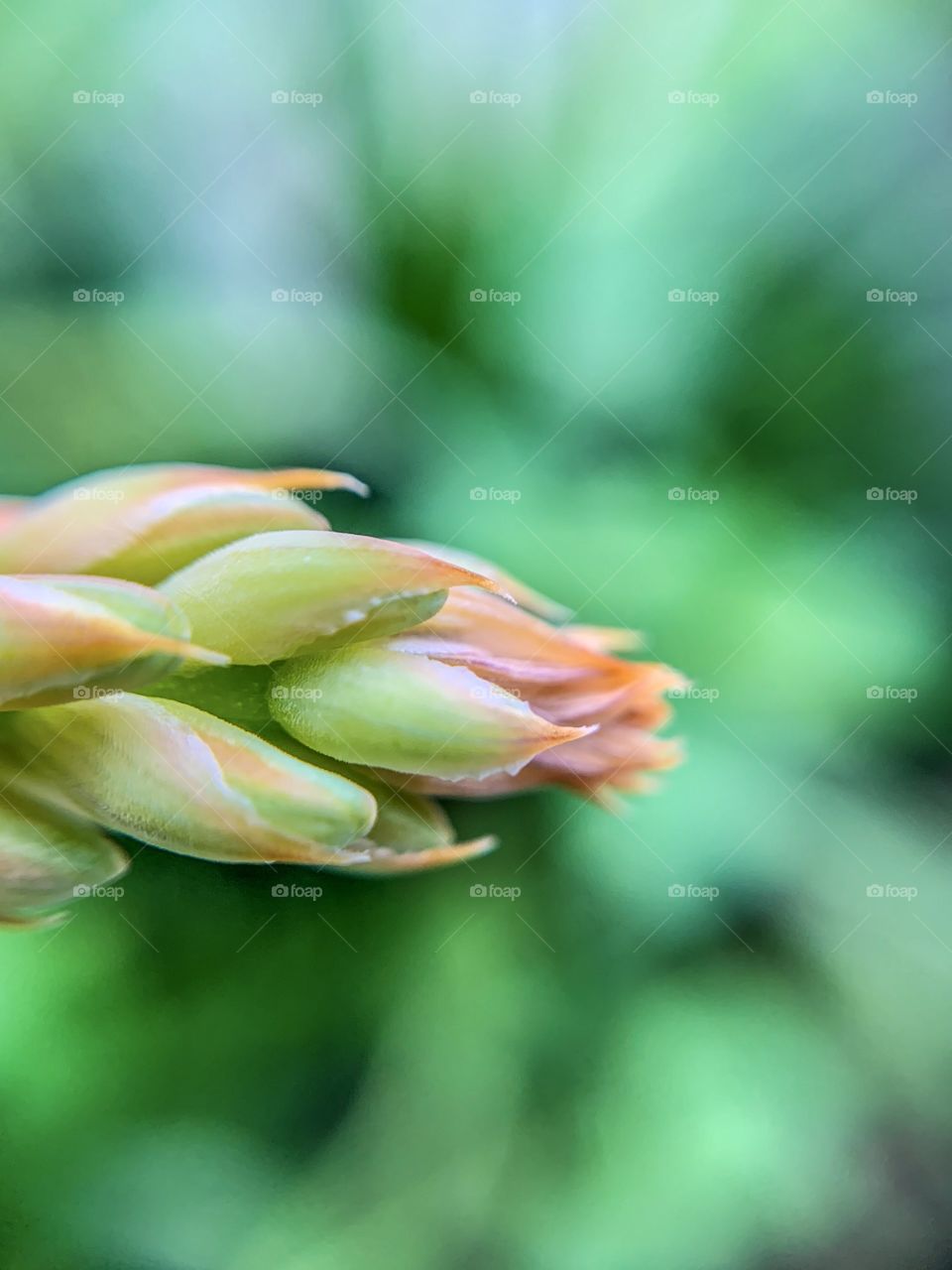 Macro photography: Aloe vera flowers blooming