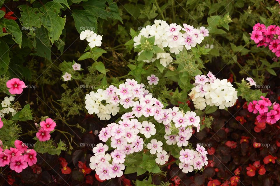 small  spring summer  pink and white flowers in the garden