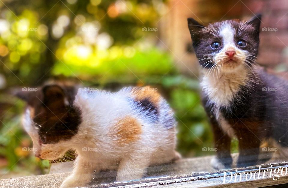 “The smallest feline is a masterpiece.” 