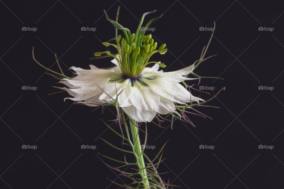 Nigella flower 