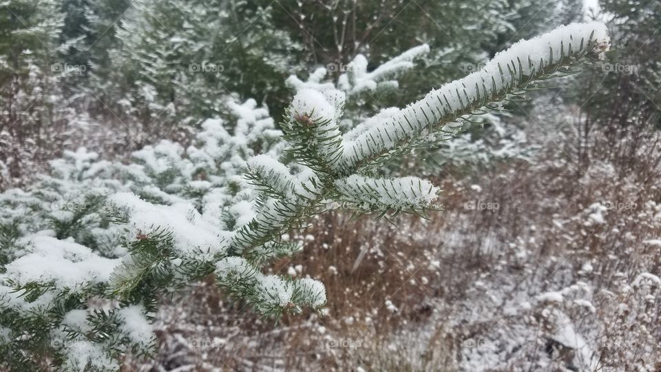 Winter, Snow, Frost, Tree, Pine