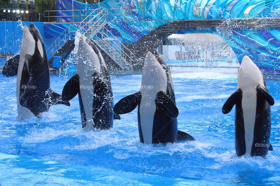Killer whales in captivity making a show in Sea World, Orlando.