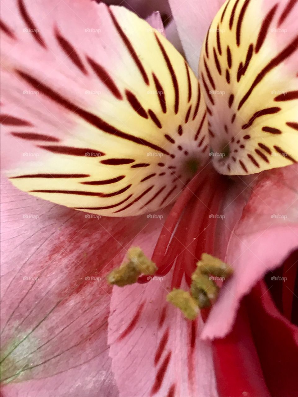 Unique lily