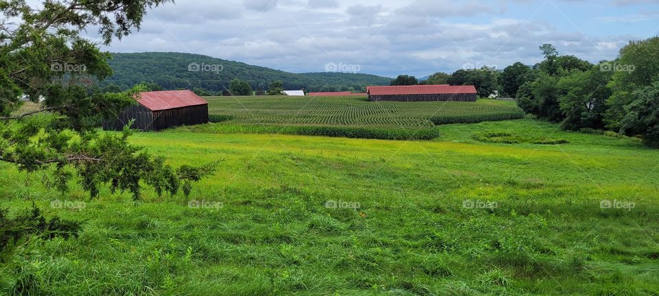 a corn field view
