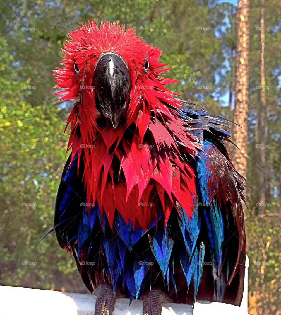 Wet red parrot 