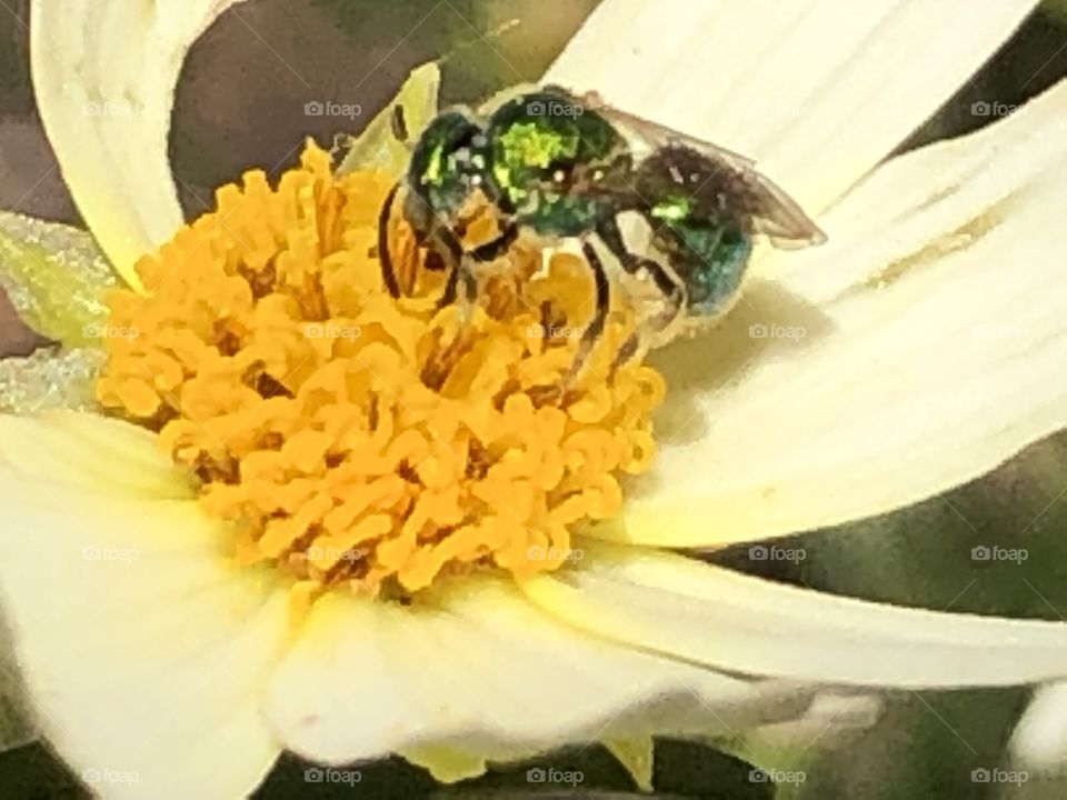 bug on flower