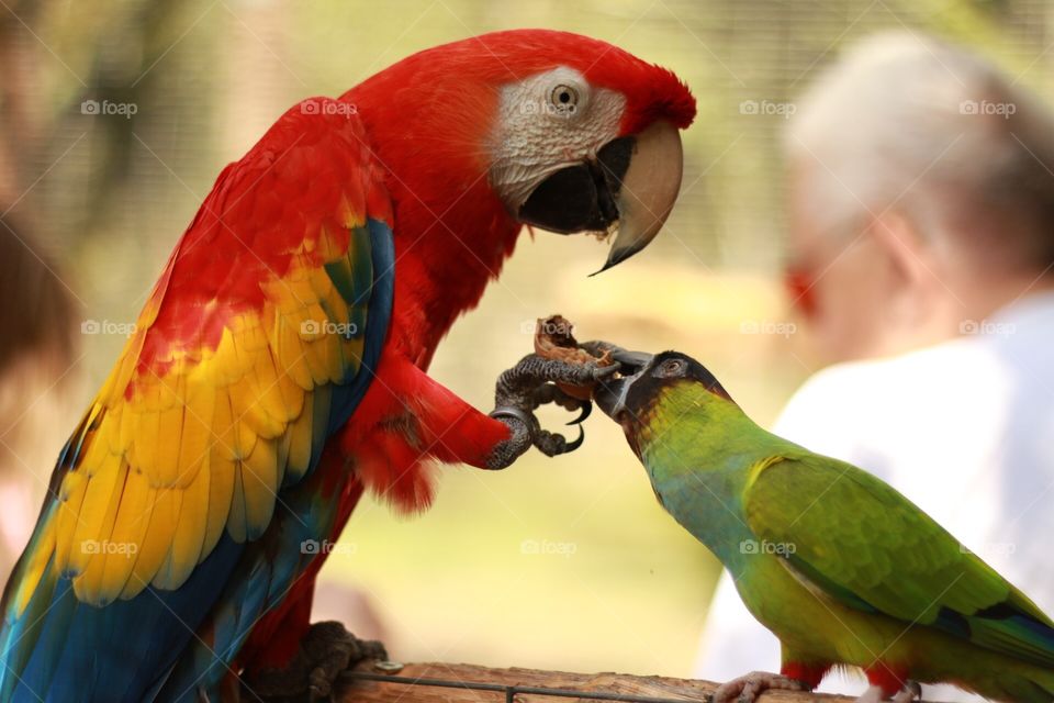 Macaw and green parrot