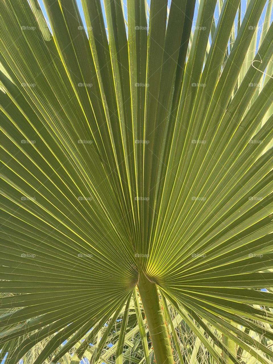 Palm leaf 
