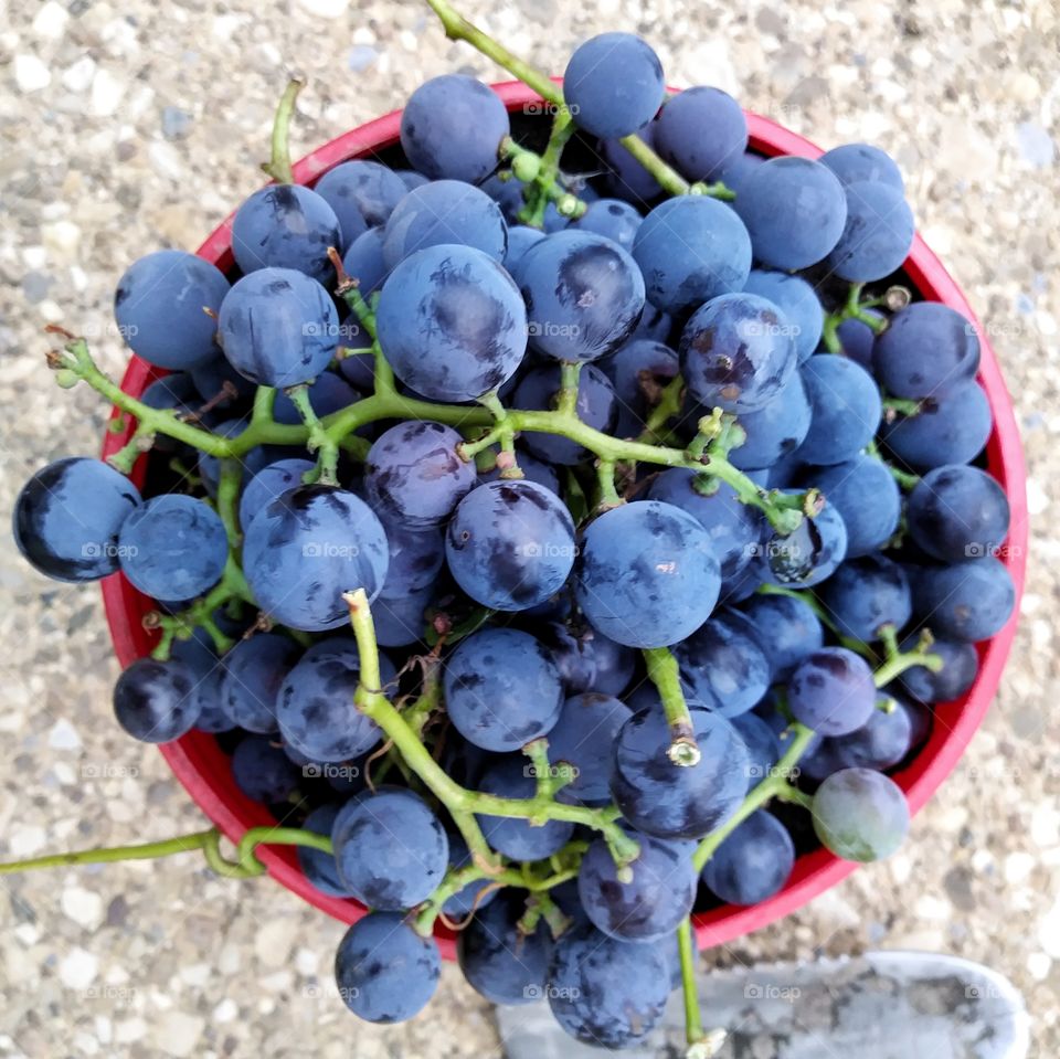 , blue, fruit