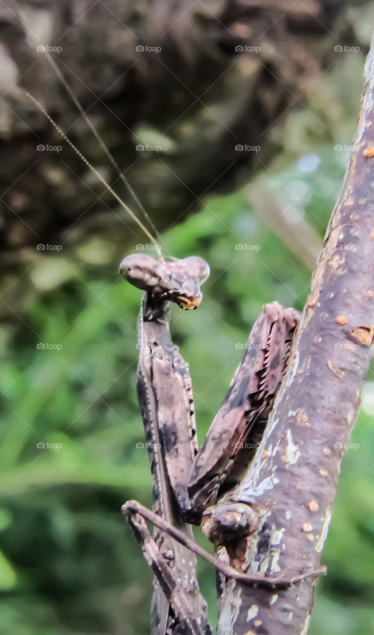 praying mantis on branch camouflaged