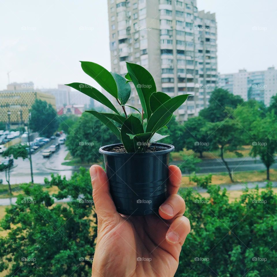 indoor plant in a pot