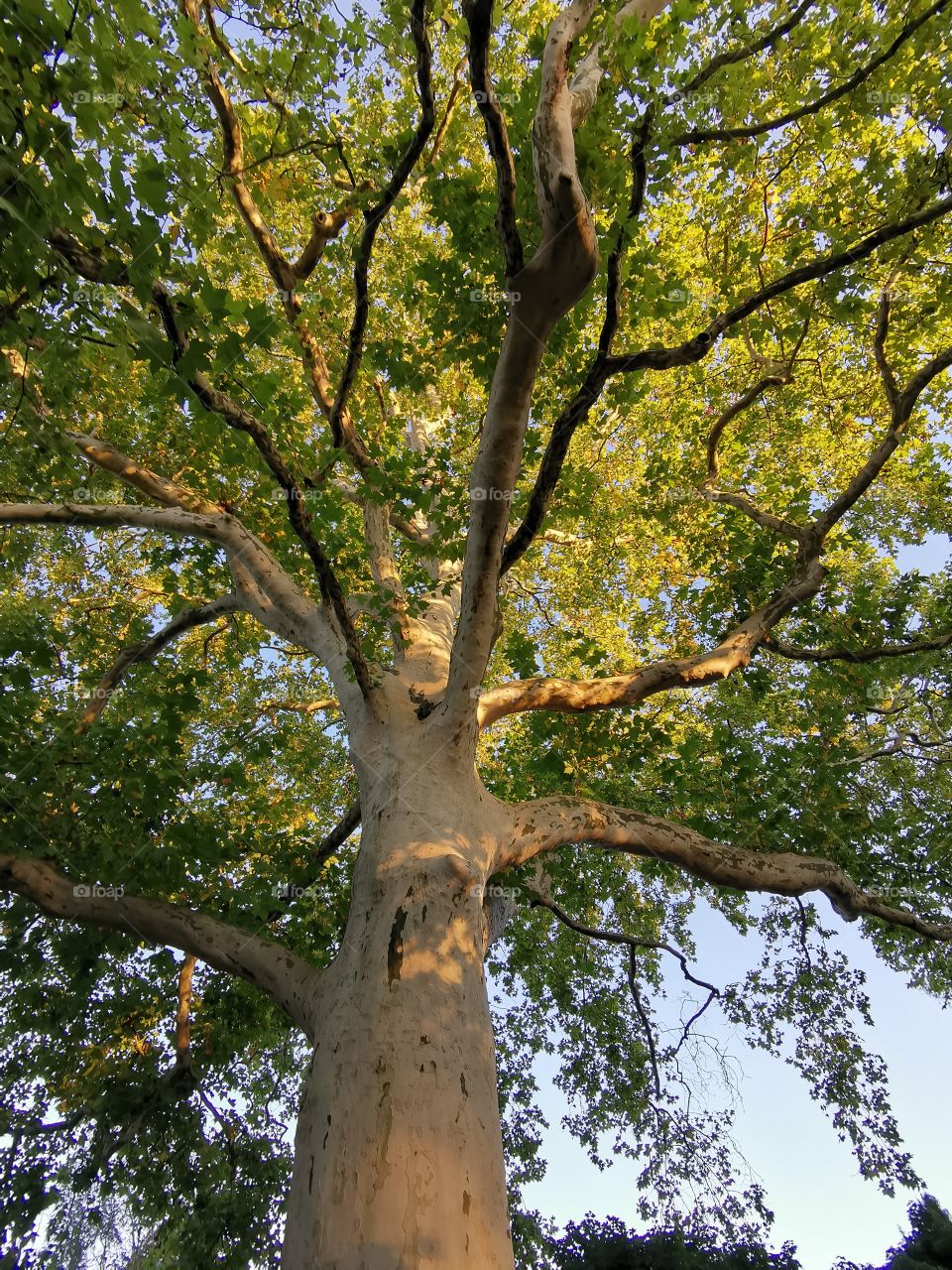 Platane im Abendlicht