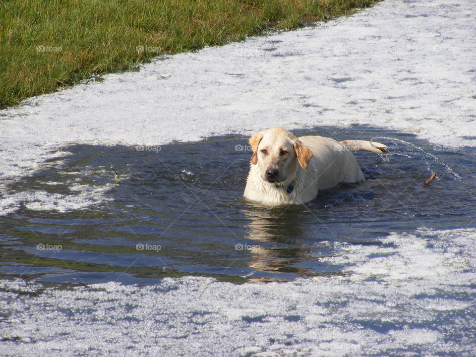 Dog swimming in pond surrounded by floating cotton from cottonwood trees