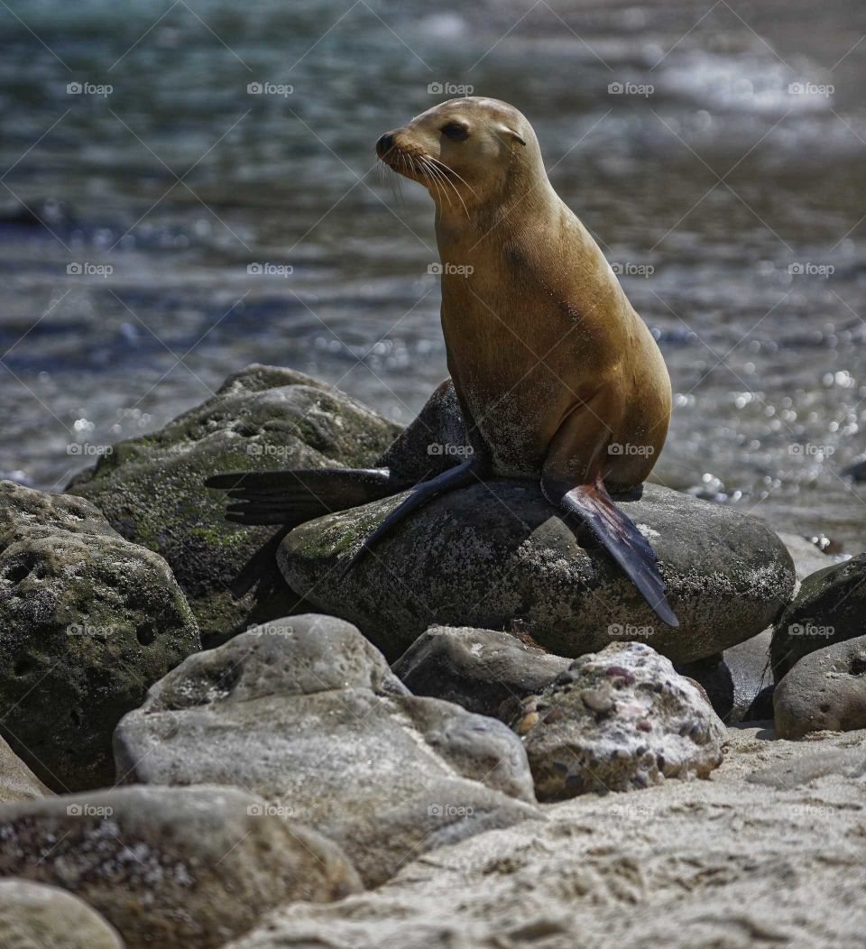 sea lion posing