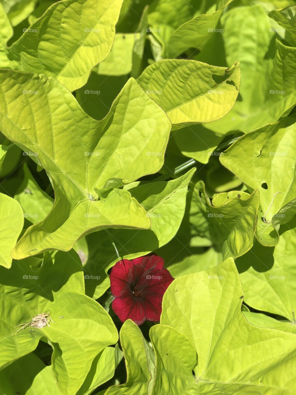 Lone red flower among a bed of green